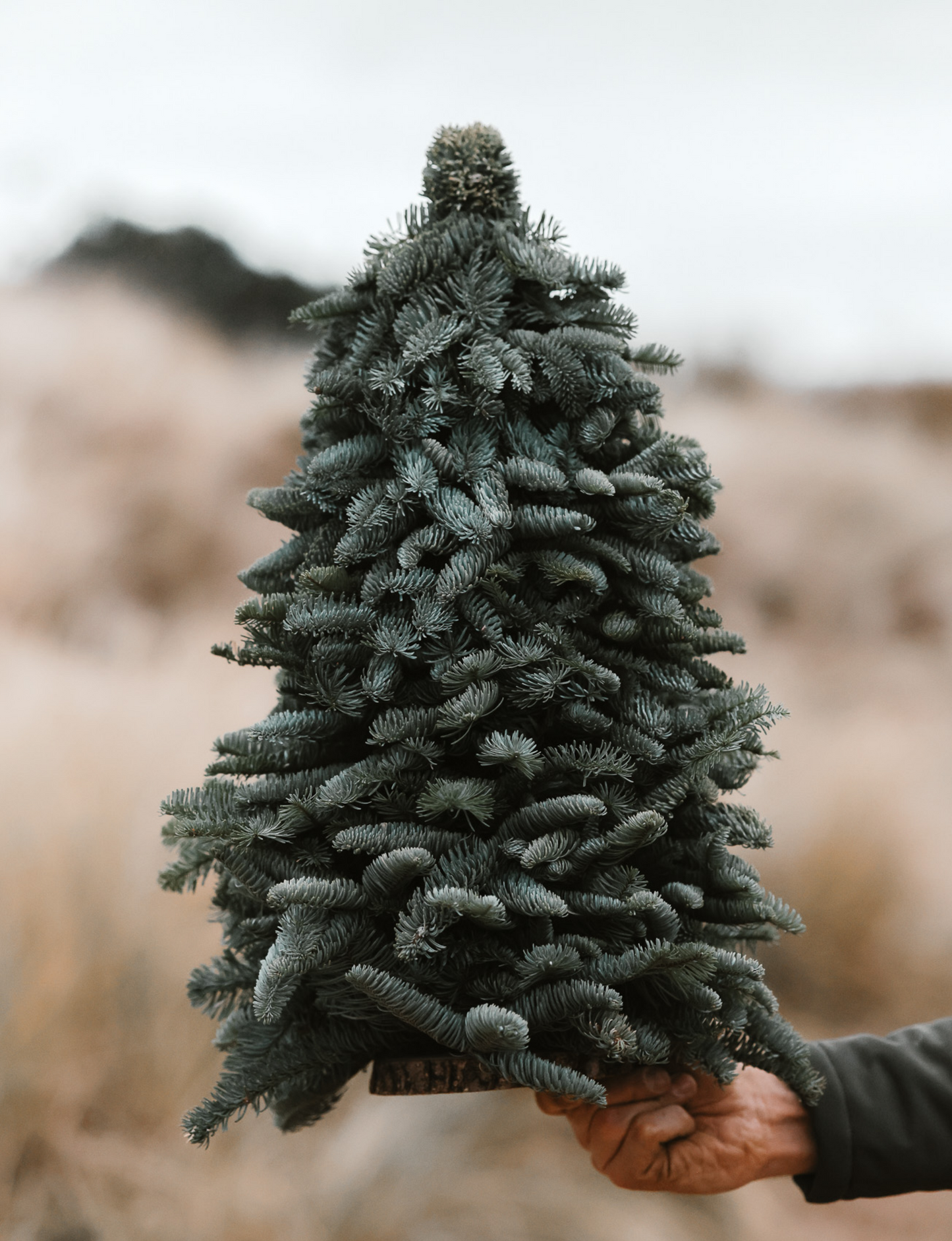 Nobilis Kerstboom - L