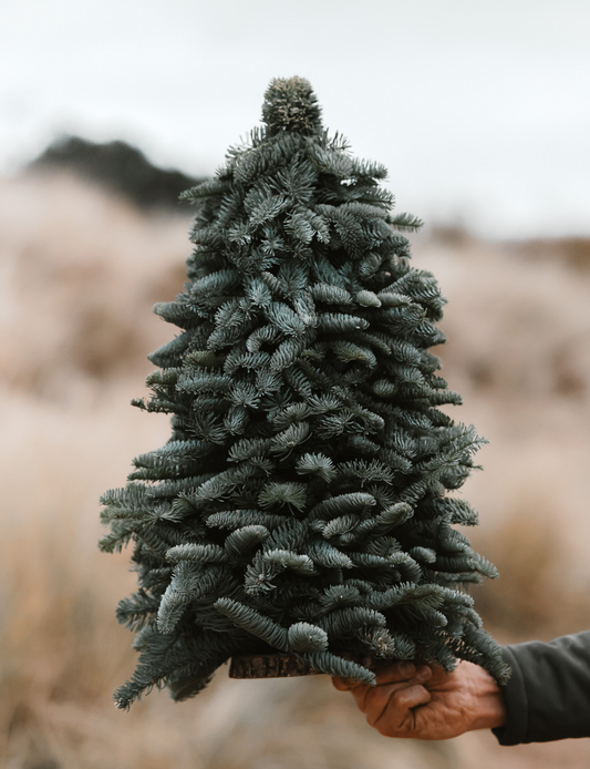 Nobilis Kerstboom - L