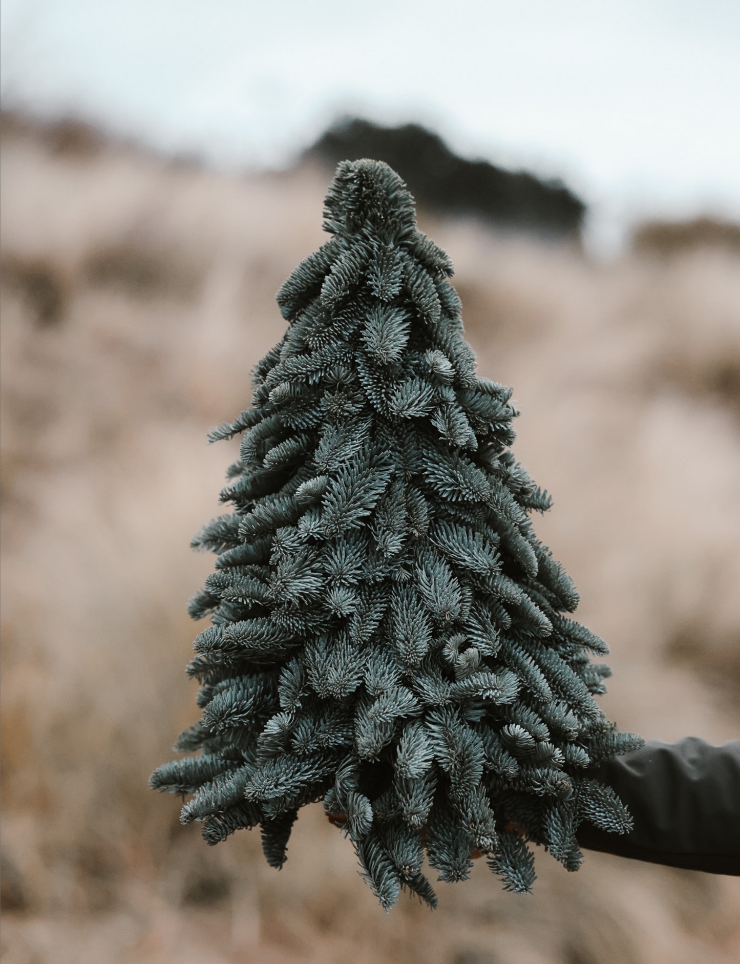 Nobilis Kerstboom - M