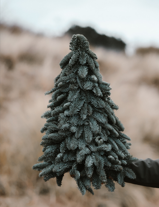 Nobilis Kerstboom - M