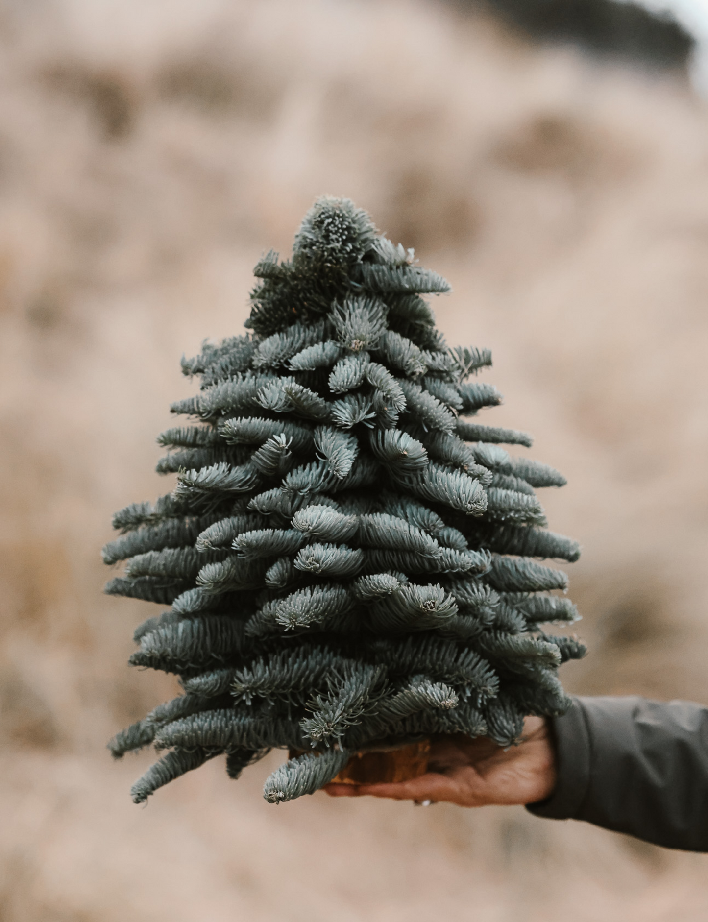 Nobilis Kerstboom - S