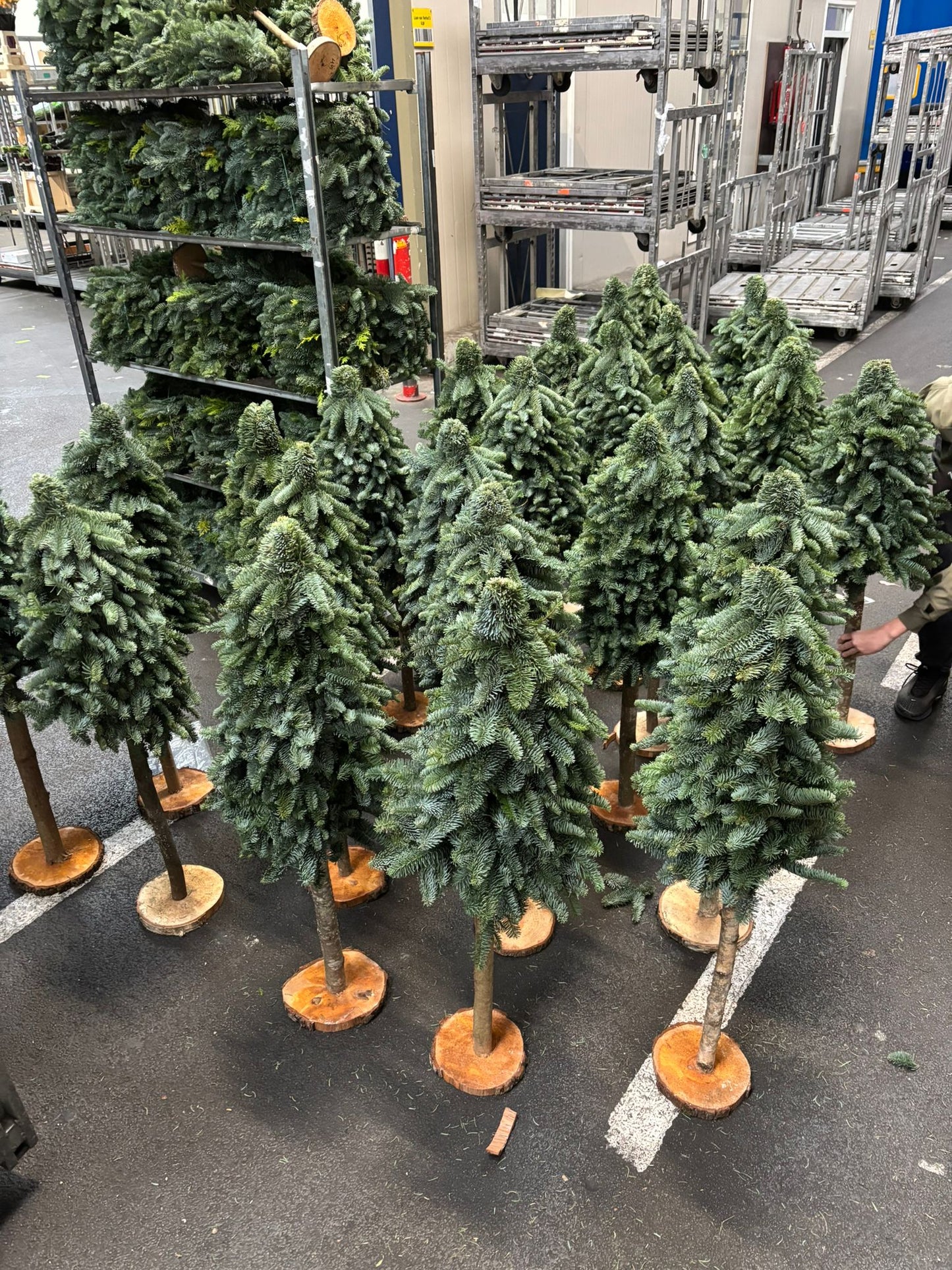 Nobilis kerstboom L op stam