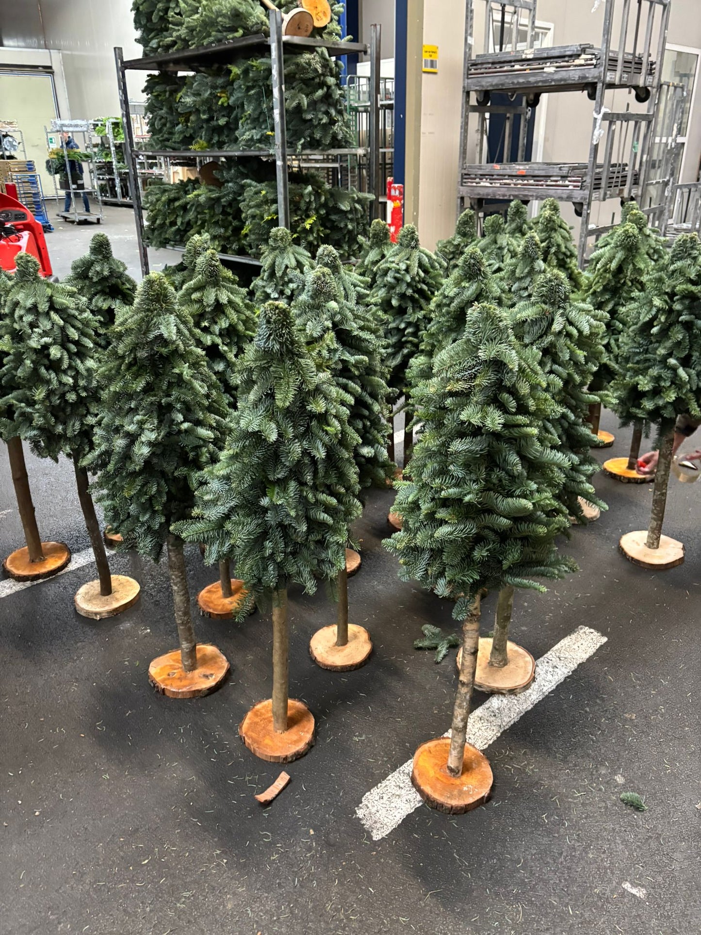 Nobilis kerstboom L op stam